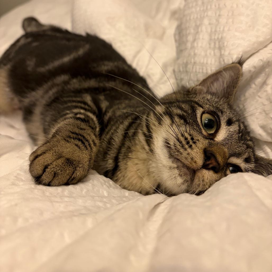 Enlarge Tabitha, a Adoptable Domestic Short Hair in Abbotsford, BC image 5/6