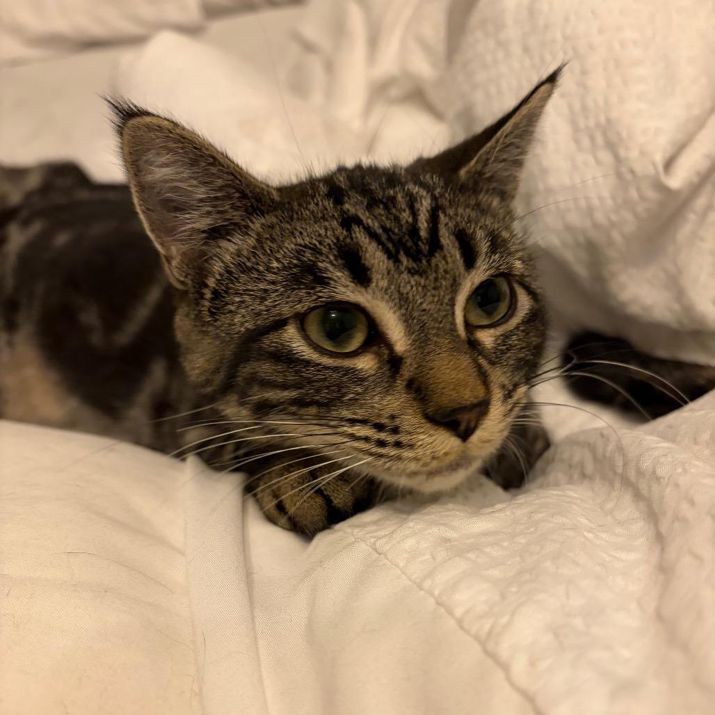 Enlarge Tabitha, a Adoptable Domestic Short Hair in Abbotsford, BC image 6/6