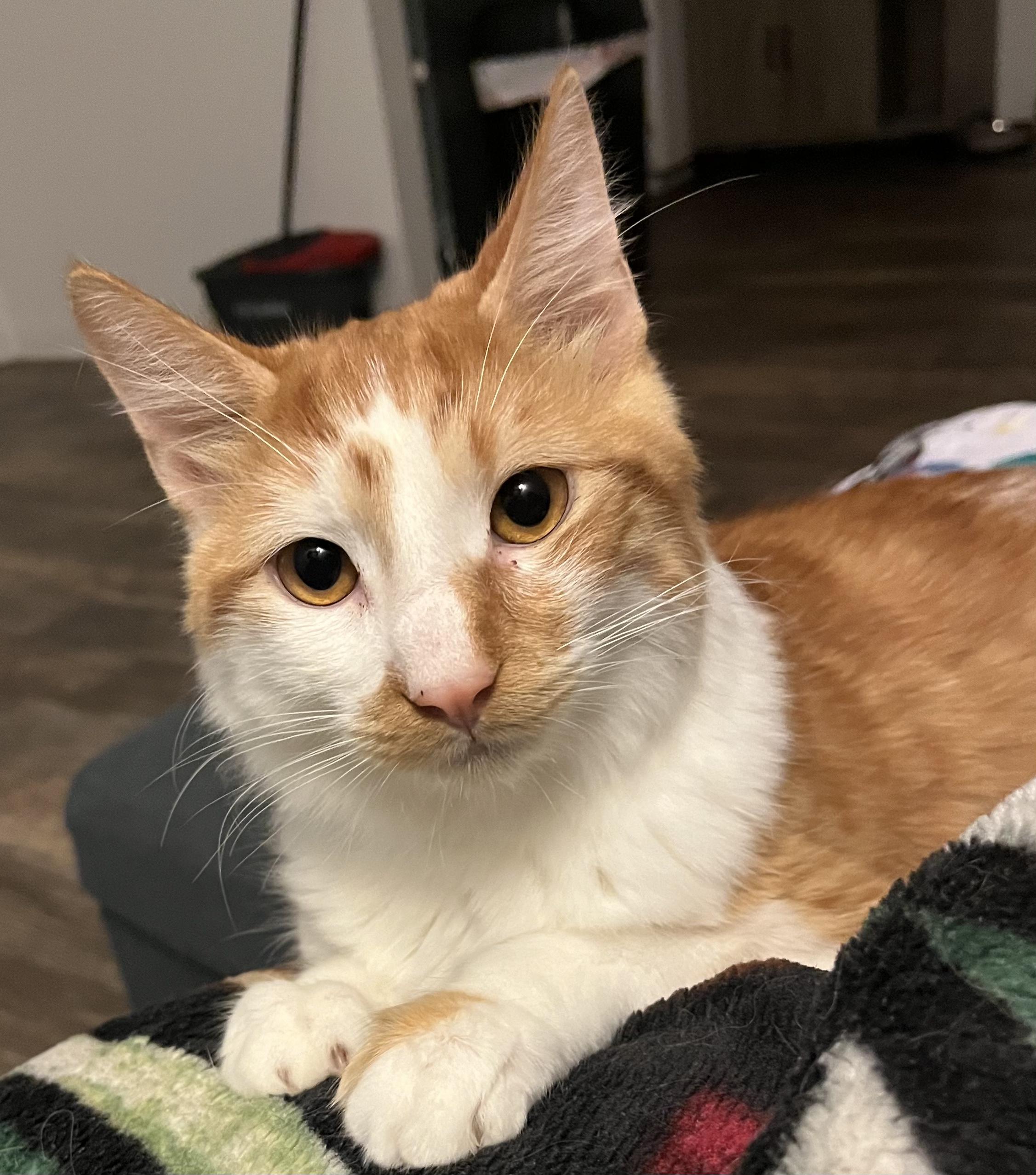 Enlarge CJ, a Adoptable Domestic Short Hair in Stockton, CA image 4/6