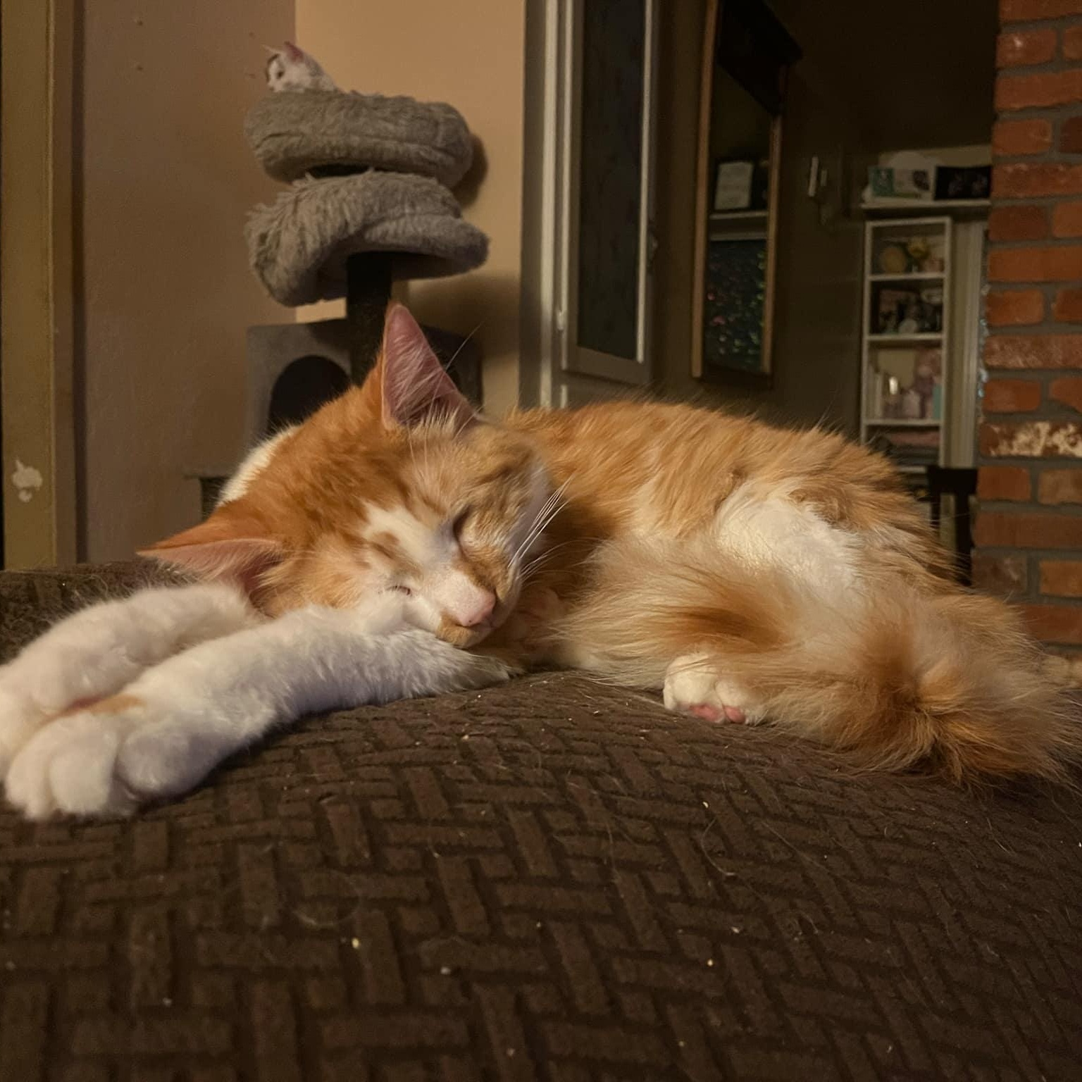 Enlarge CJ, a Adoptable Domestic Short Hair in Stockton, CA image 5/6