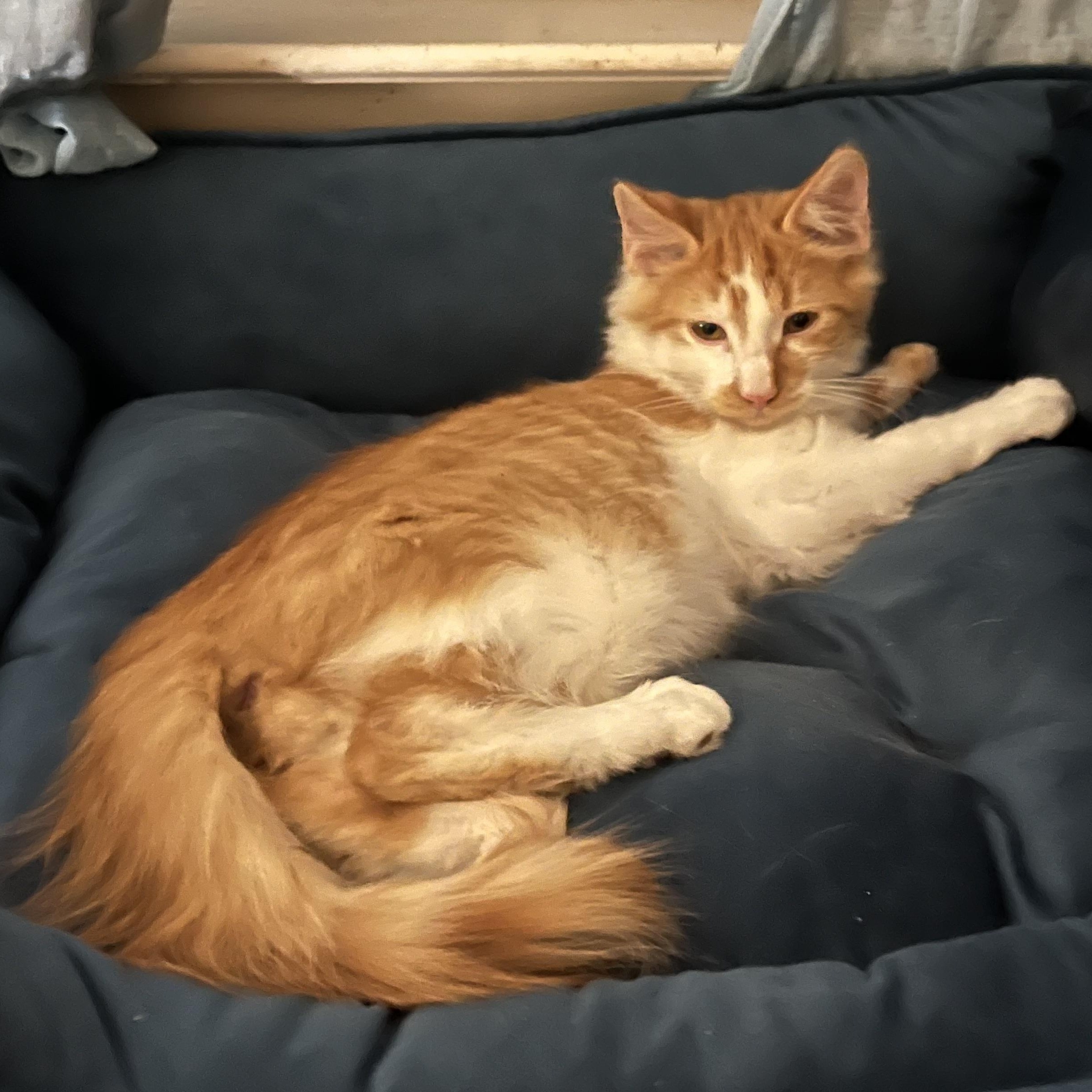 Enlarge CJ, a Adoptable Domestic Short Hair in Stockton, CA image 1/6