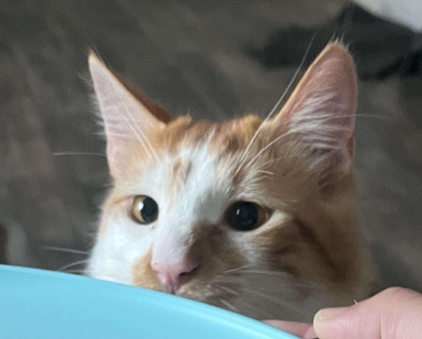 Enlarge CJ, a Adoptable Domestic Short Hair in Stockton, CA image 2/6