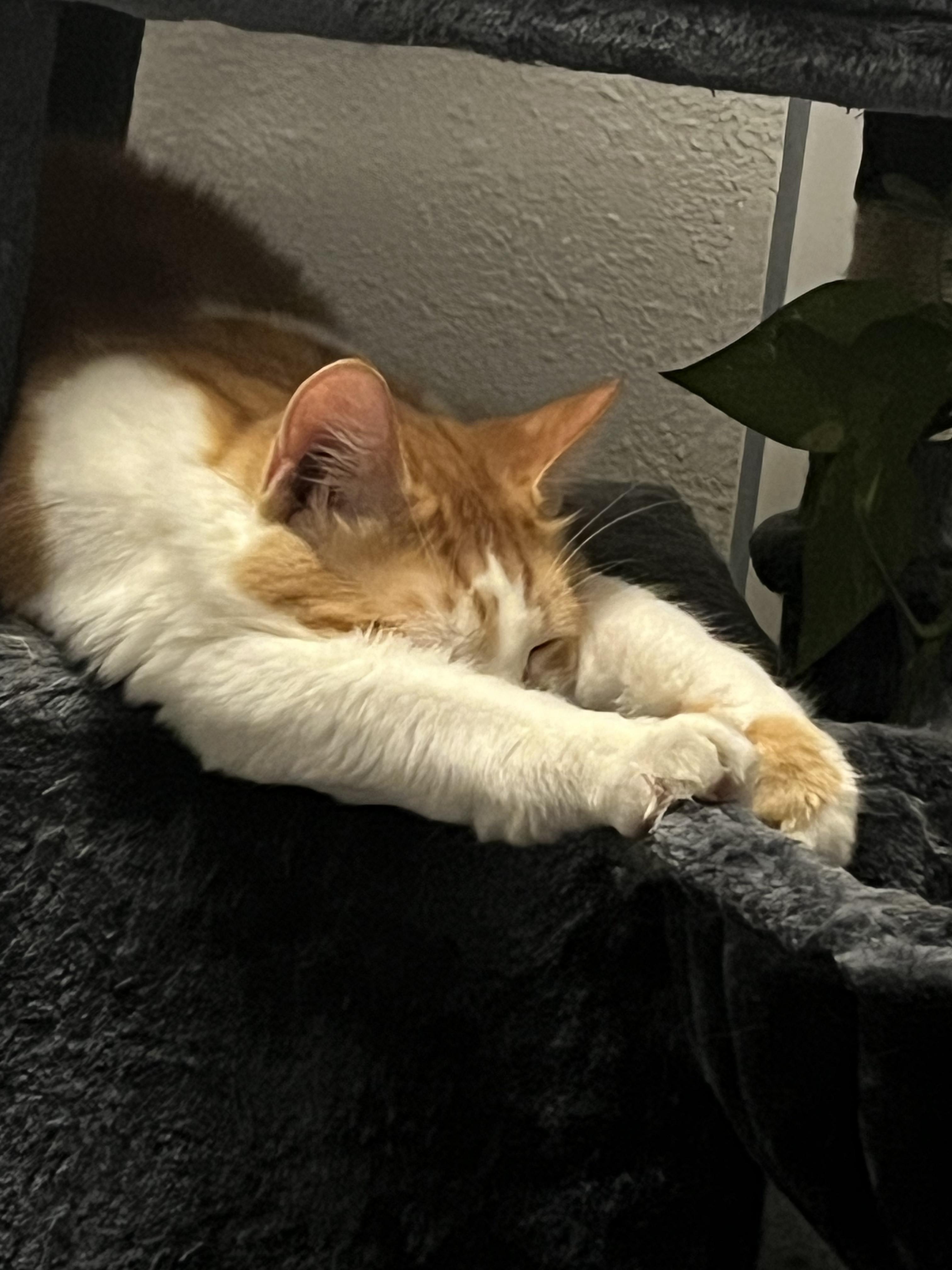 Enlarge CJ, a Adoptable Domestic Short Hair in Stockton, CA image 6/6