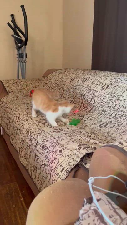 Enlarge CJ, a Adoptable Domestic Short Hair in Stockton, CA video 3/6