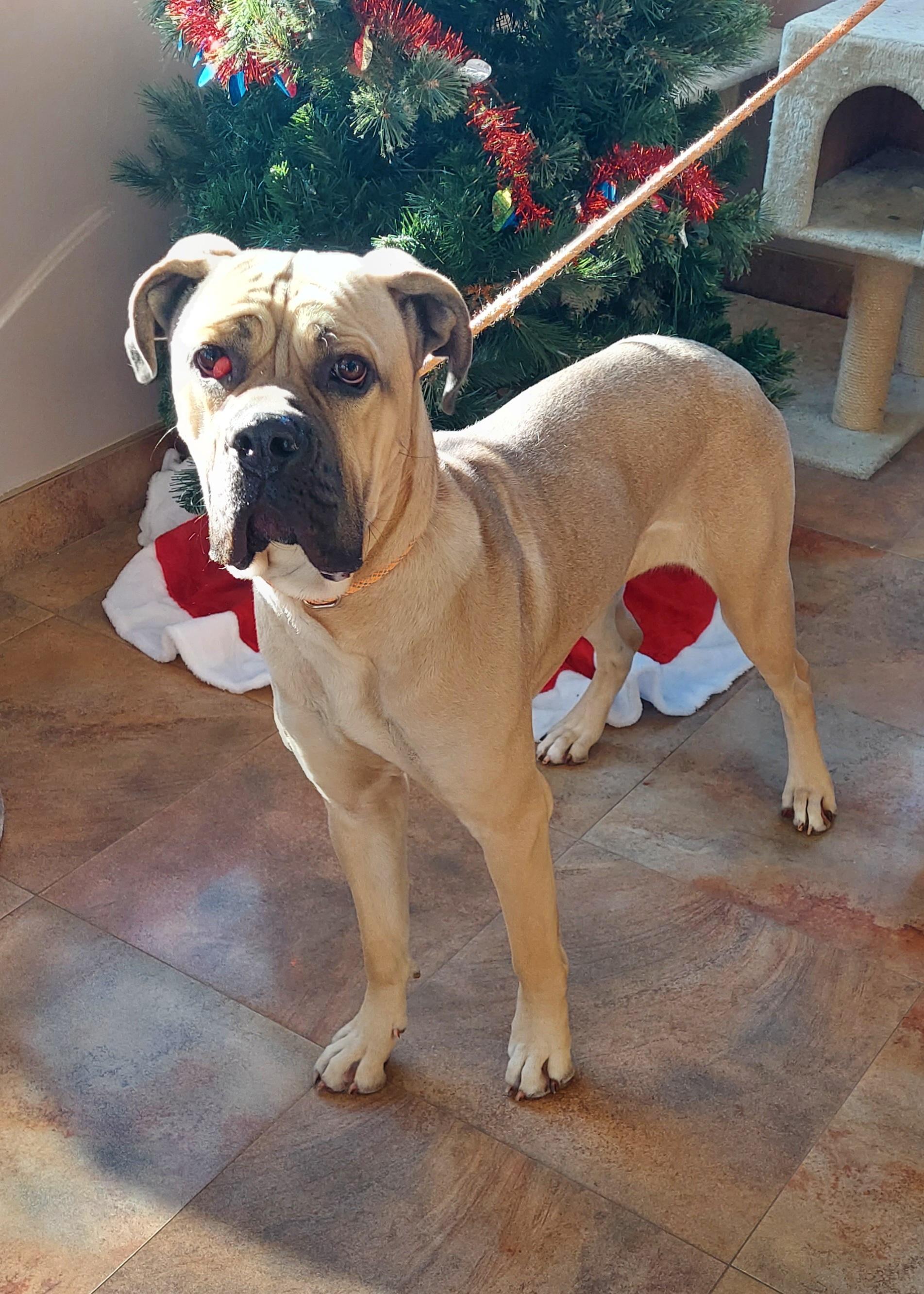 Enlarge #244, a ADOPTABLE Mastiff in Pawtucket, RI image 1/2