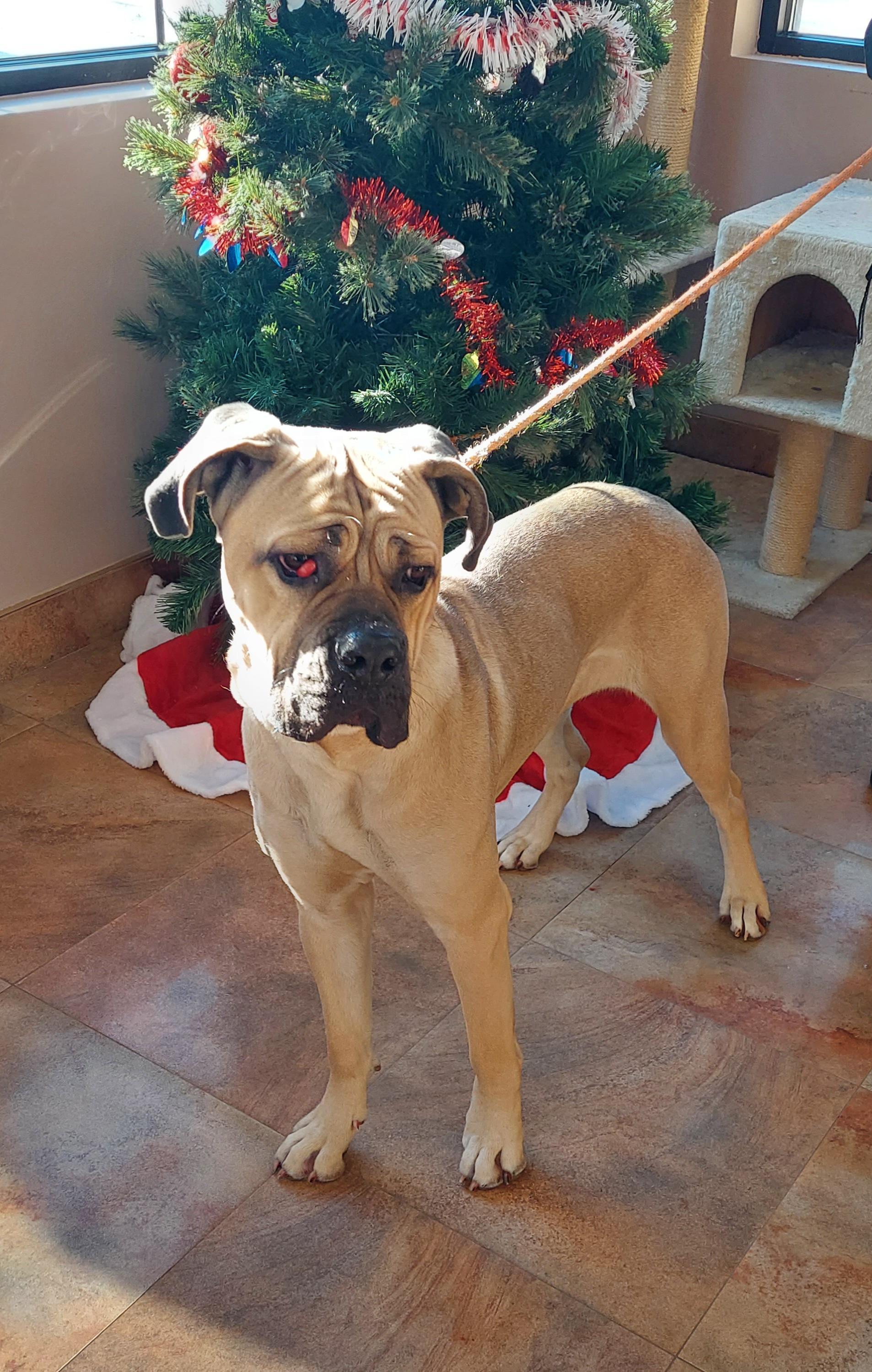 Enlarge #244, a ADOPTABLE Mastiff in Pawtucket, RI image 2/2
