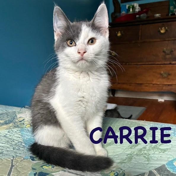 Carrie & Charlotte *Bonded Pair*, Adoptable, Kitten Female Domestic Short Hair.