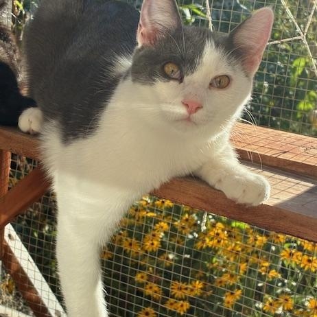 Enlarge Carrie & Charlotte *Bonded Pair*, a Adoptable Domestic Short Hair in Kenosha, WI image 2/3