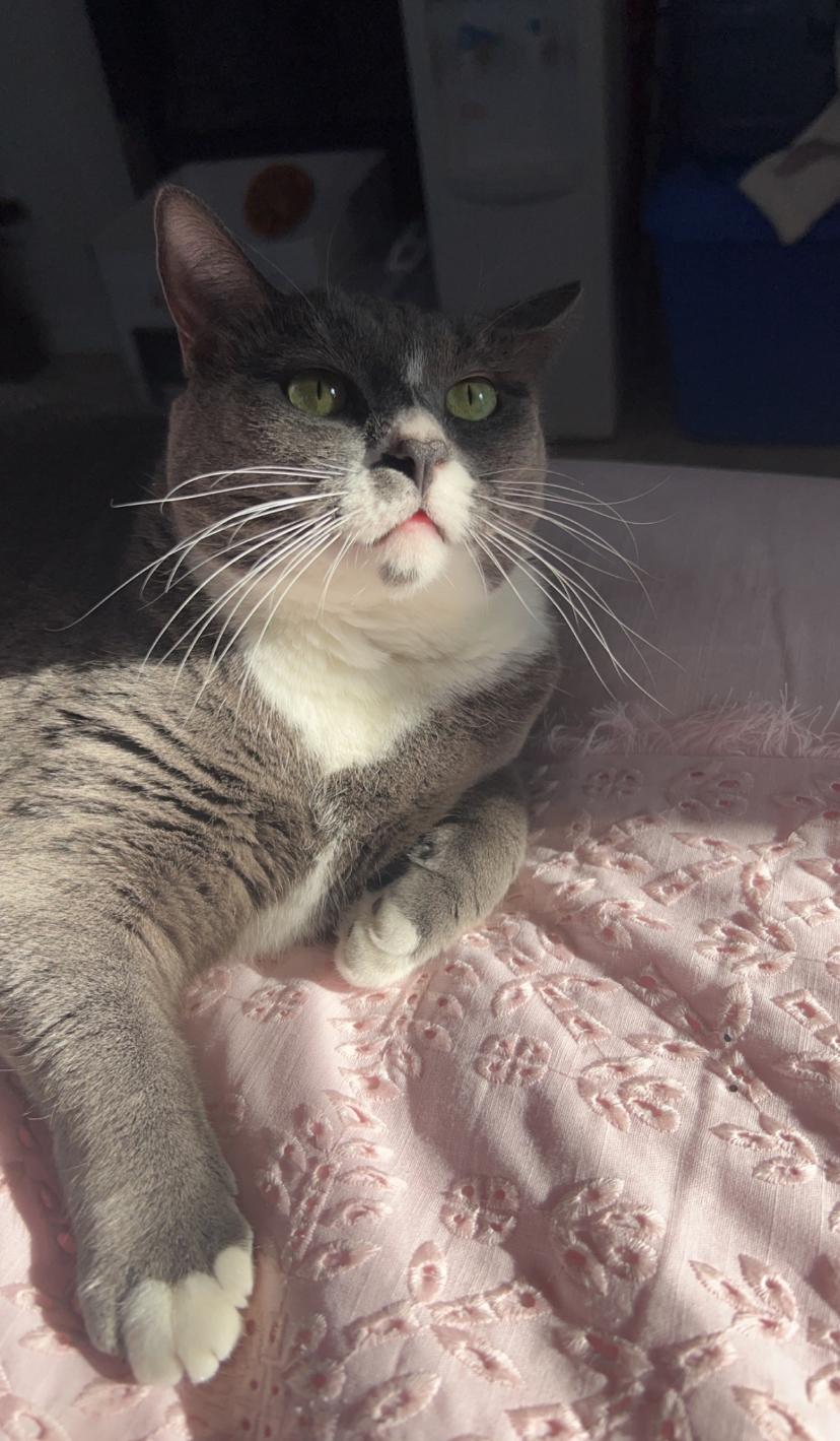 Sasha, Adoptable, Adult Female Domestic Short Hair.