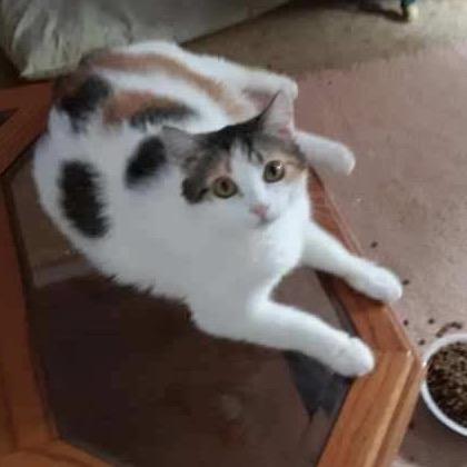 Callie, Adoptable, Adult Female Domestic Medium Hair.