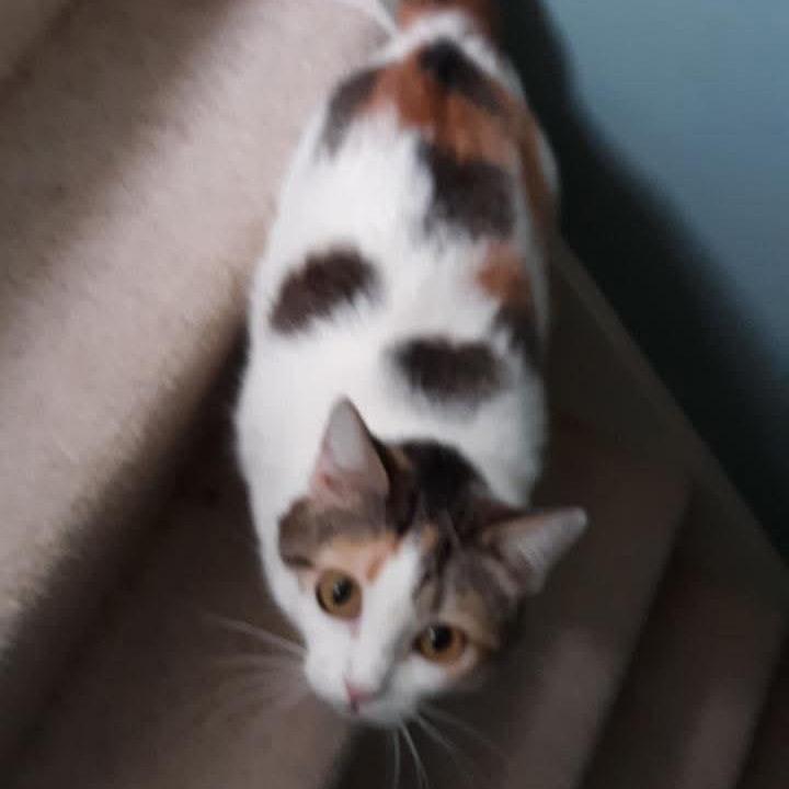 Enlarge Callie, a Adoptable Domestic Medium Hair in LYLE, MN image 2/2