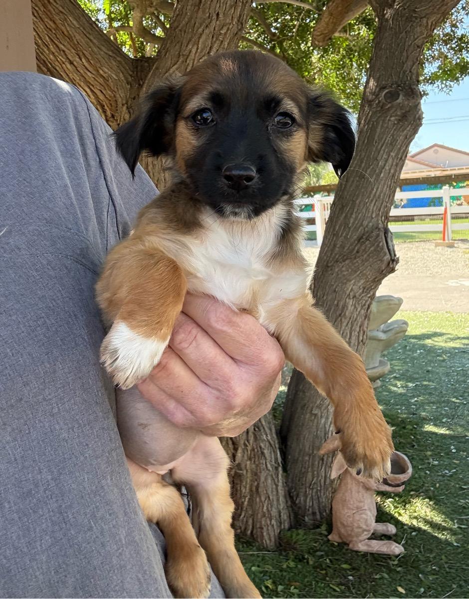 Pebbles, adoptable, Young Female Dachshund & Spaniel.