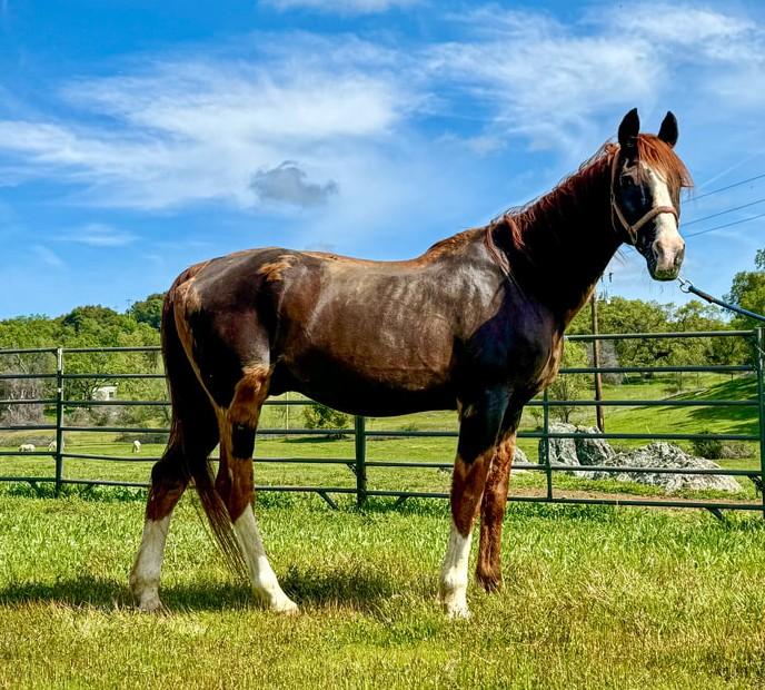 Teddy, ADOPTABLE, Adult Male Arabian.