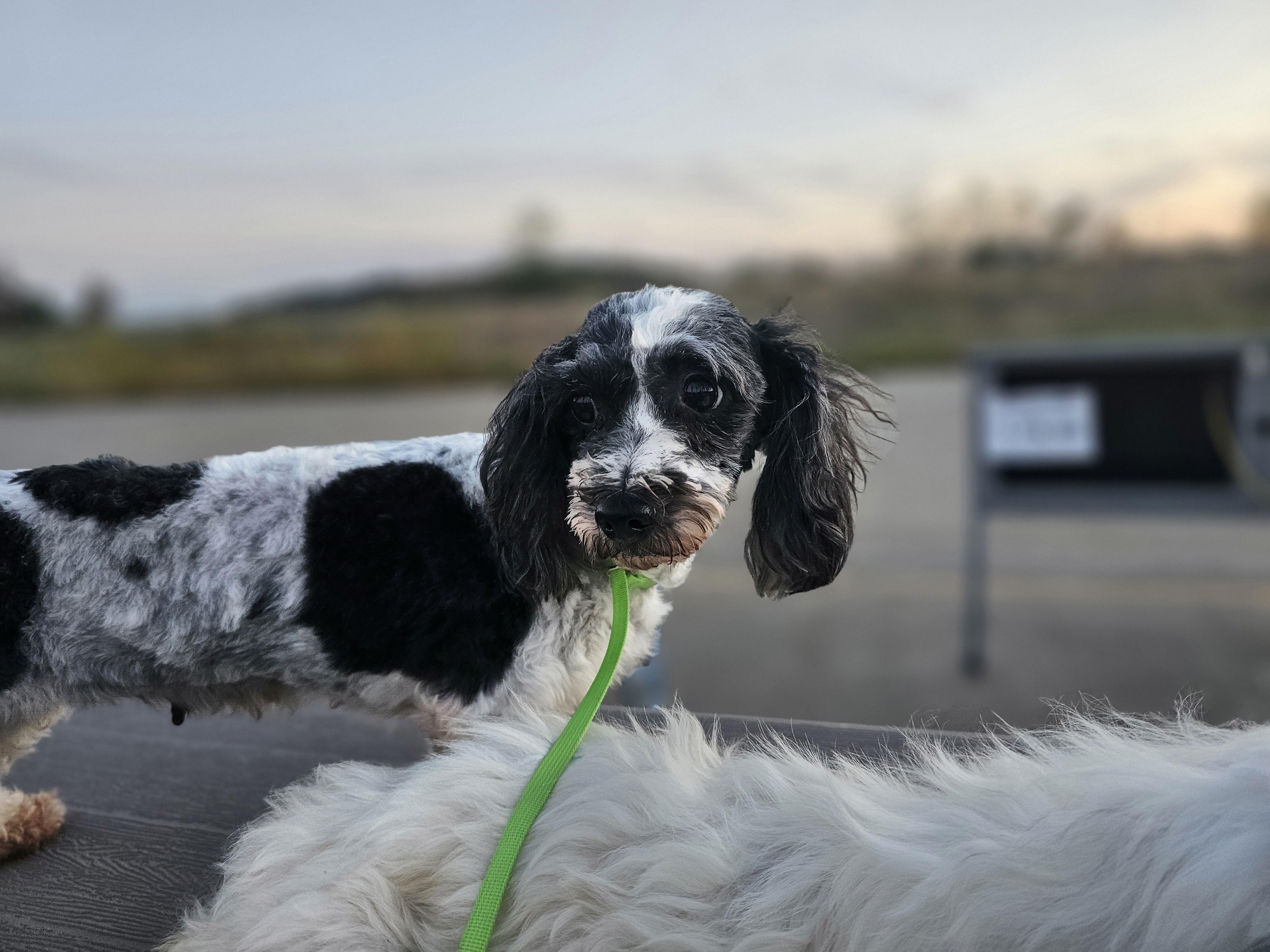 Edith, an adoption pending Coton de Tulear in Columbia, MO image 5/6