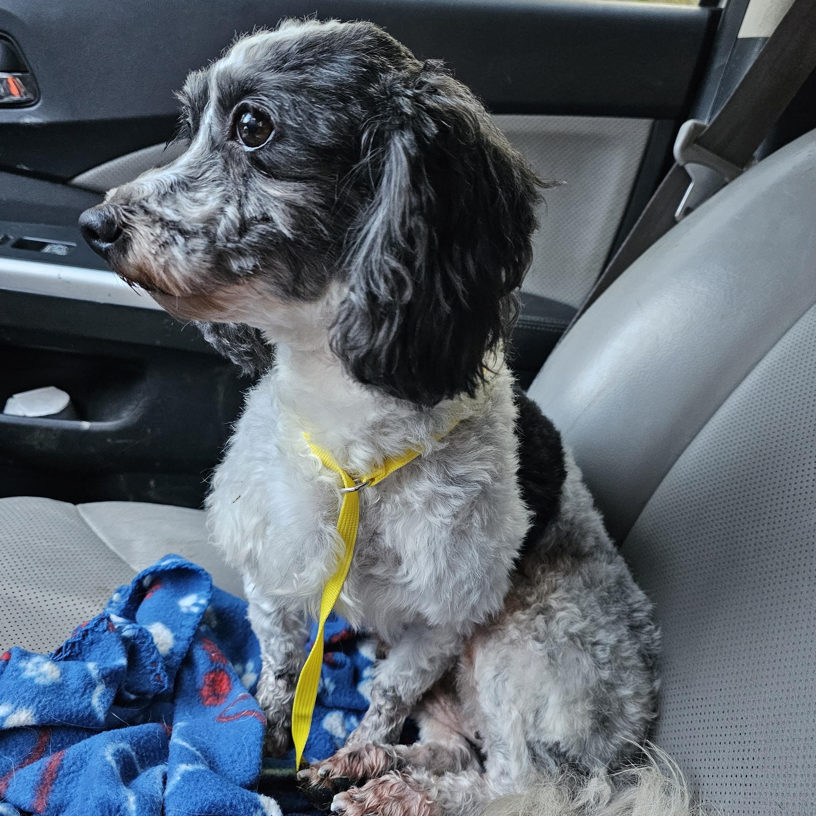 Edith, an adoption pending Coton de Tulear in Columbia, MO image 2/6
