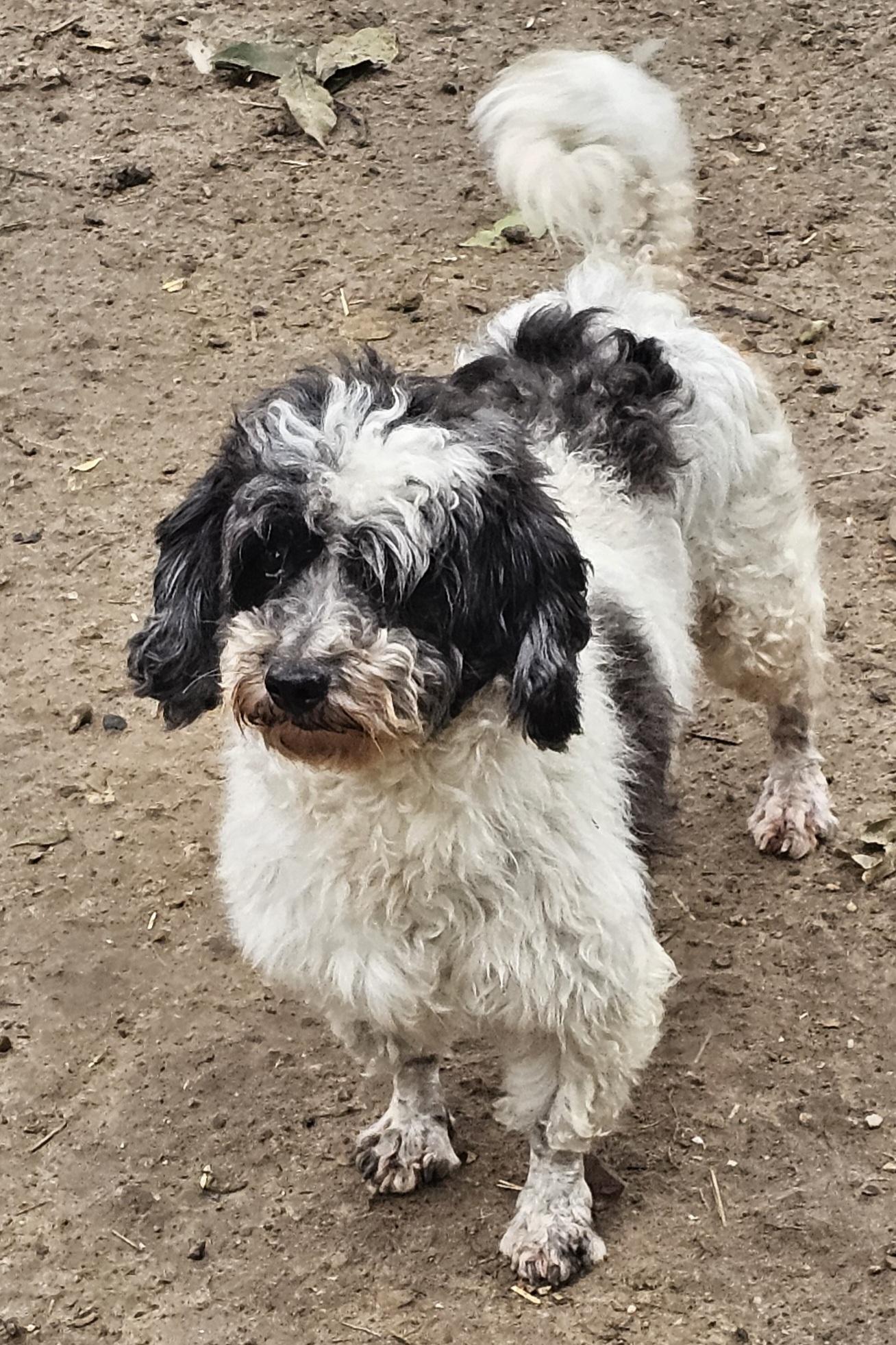 Edith, an adoption pending Coton de Tulear in Columbia, MO image 6/6