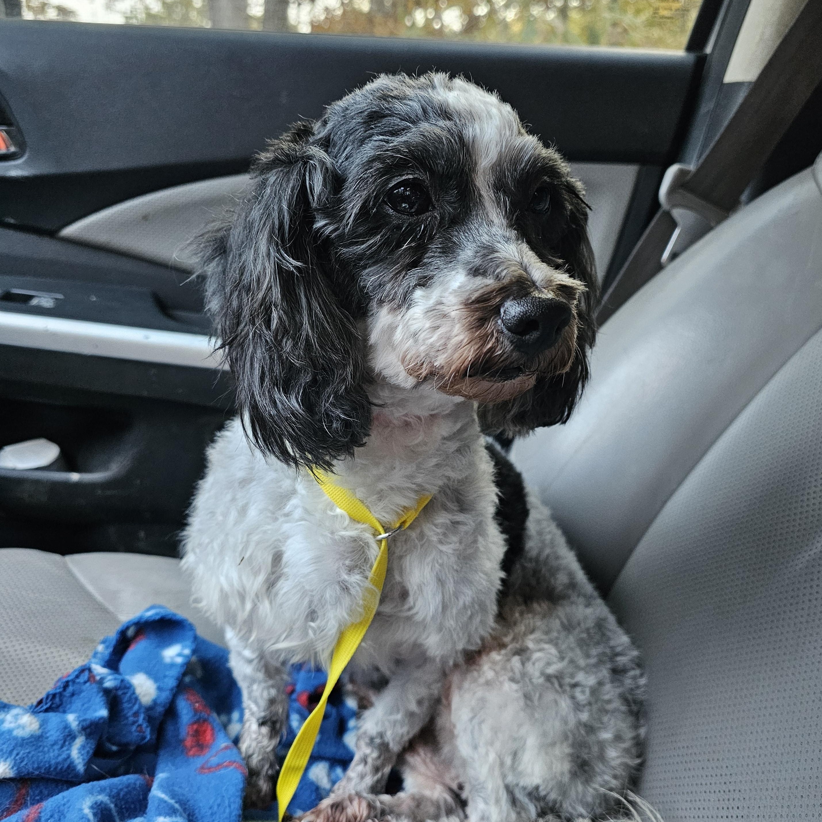 Edith, an adoption pending Coton de Tulear in Columbia, MO image 1/6