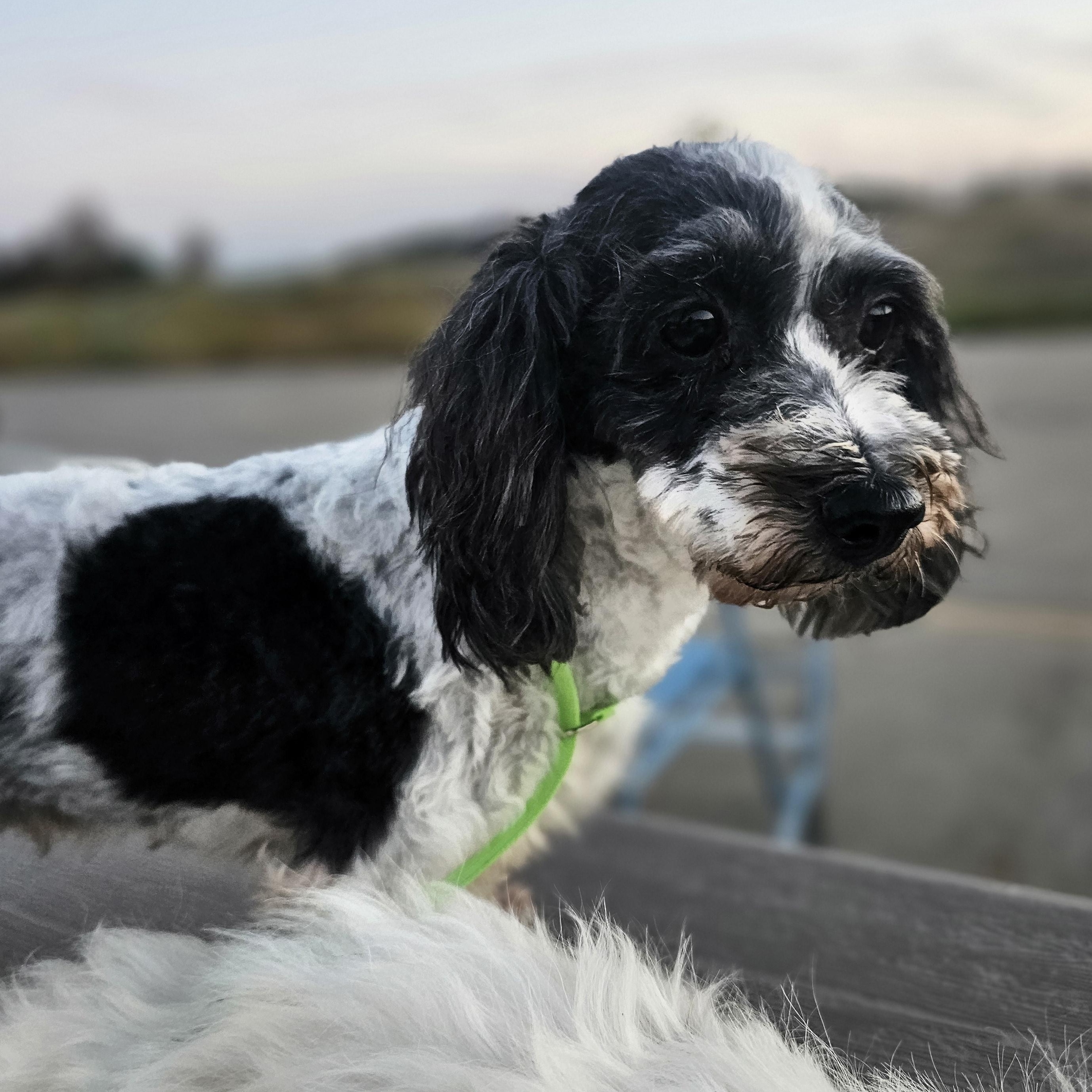 Edith, an adoption pending Coton de Tulear in Columbia, MO image 4/6