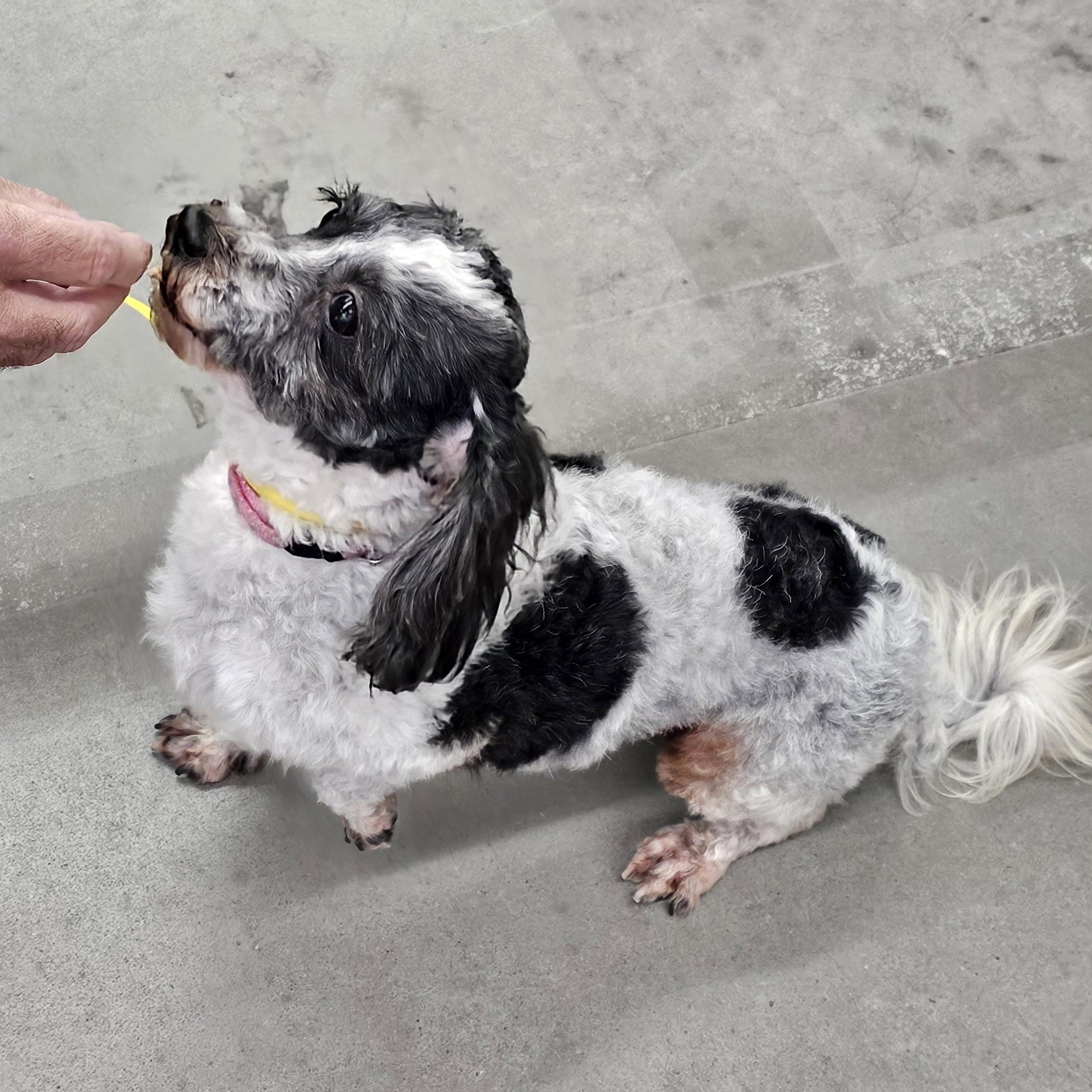 Edith, an adoption pending Coton de Tulear in Columbia, MO image 3/6