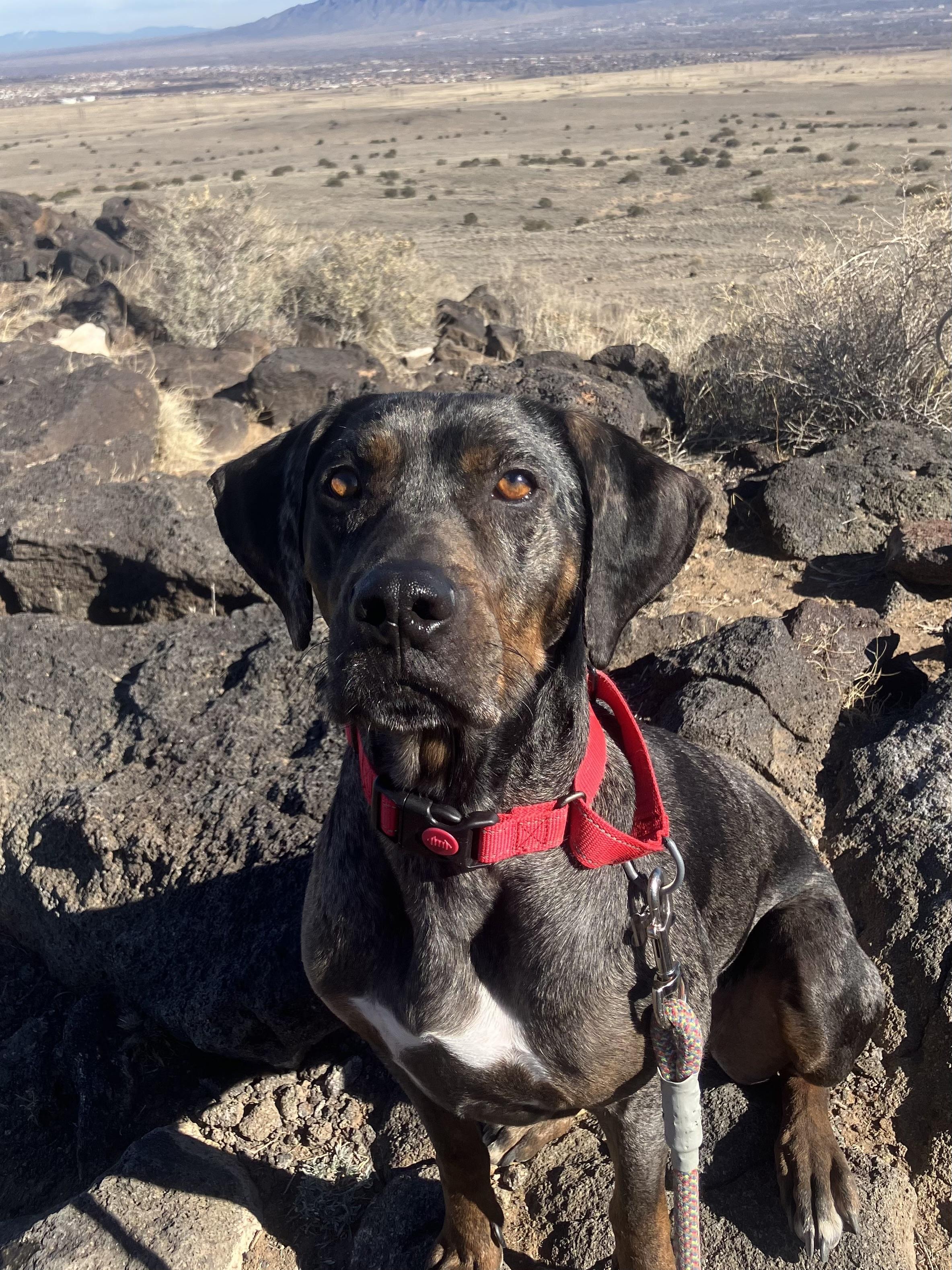 Enlarge MARLENE -JJ (NEW MEXICO), a Adoptable Catahoula Leopard Dog in Albuquerque, NM image 1/5