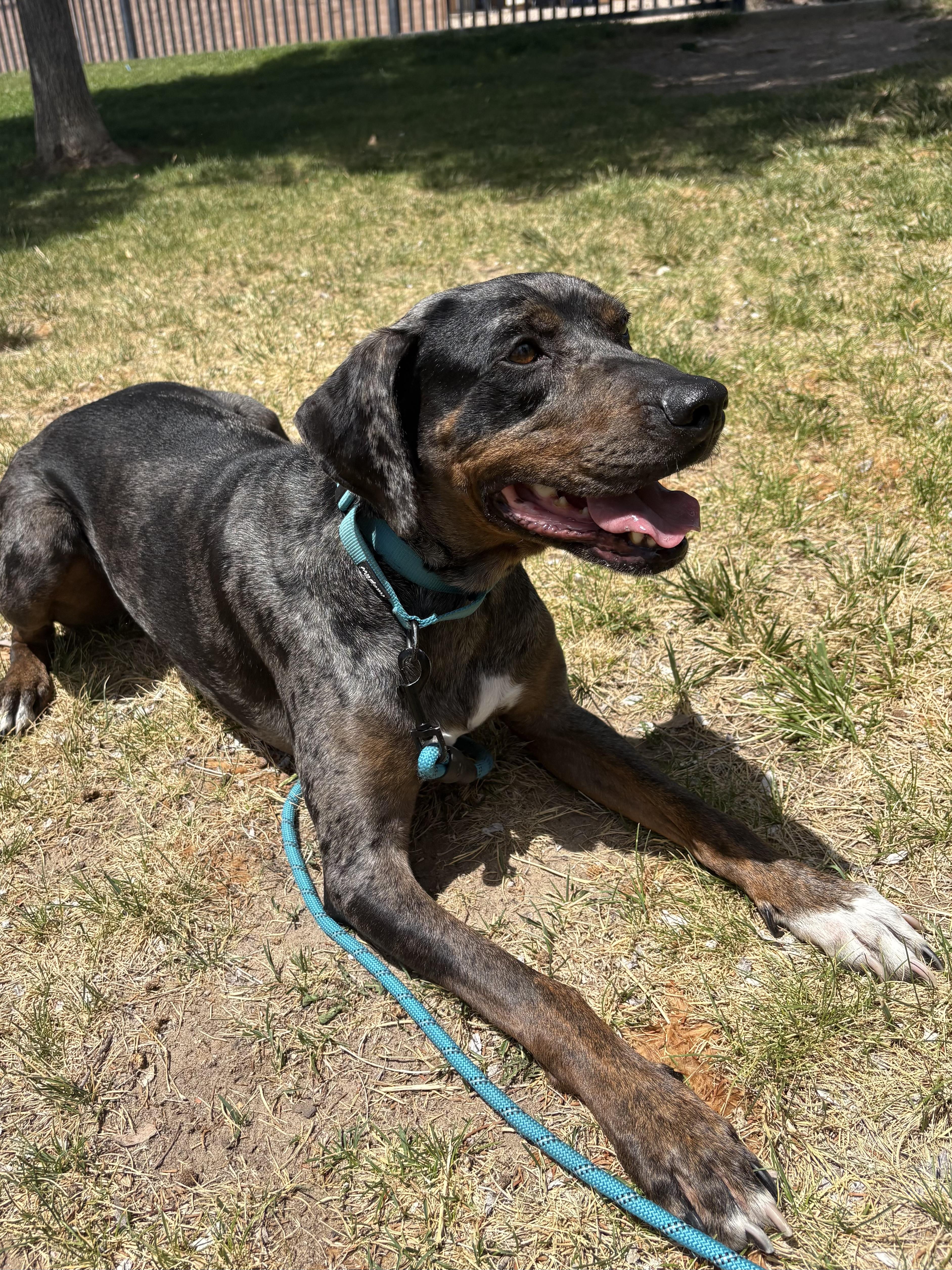 Enlarge MARLENE -JJ (NEW MEXICO), a Adoptable Catahoula Leopard Dog in Albuquerque, NM image 3/5