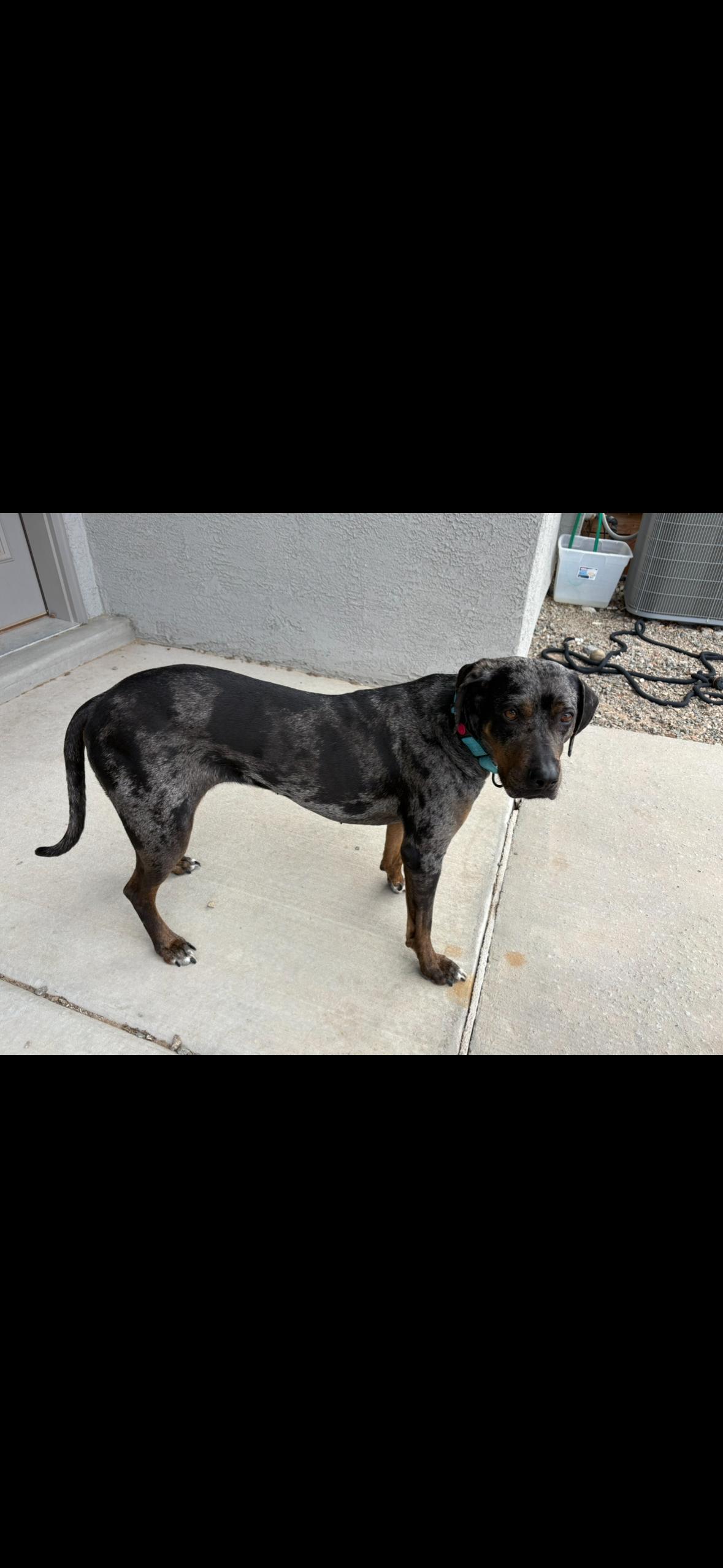 Enlarge MARLENE -JJ (NEW MEXICO), a Adoptable Catahoula Leopard Dog in Albuquerque, NM image 4/5