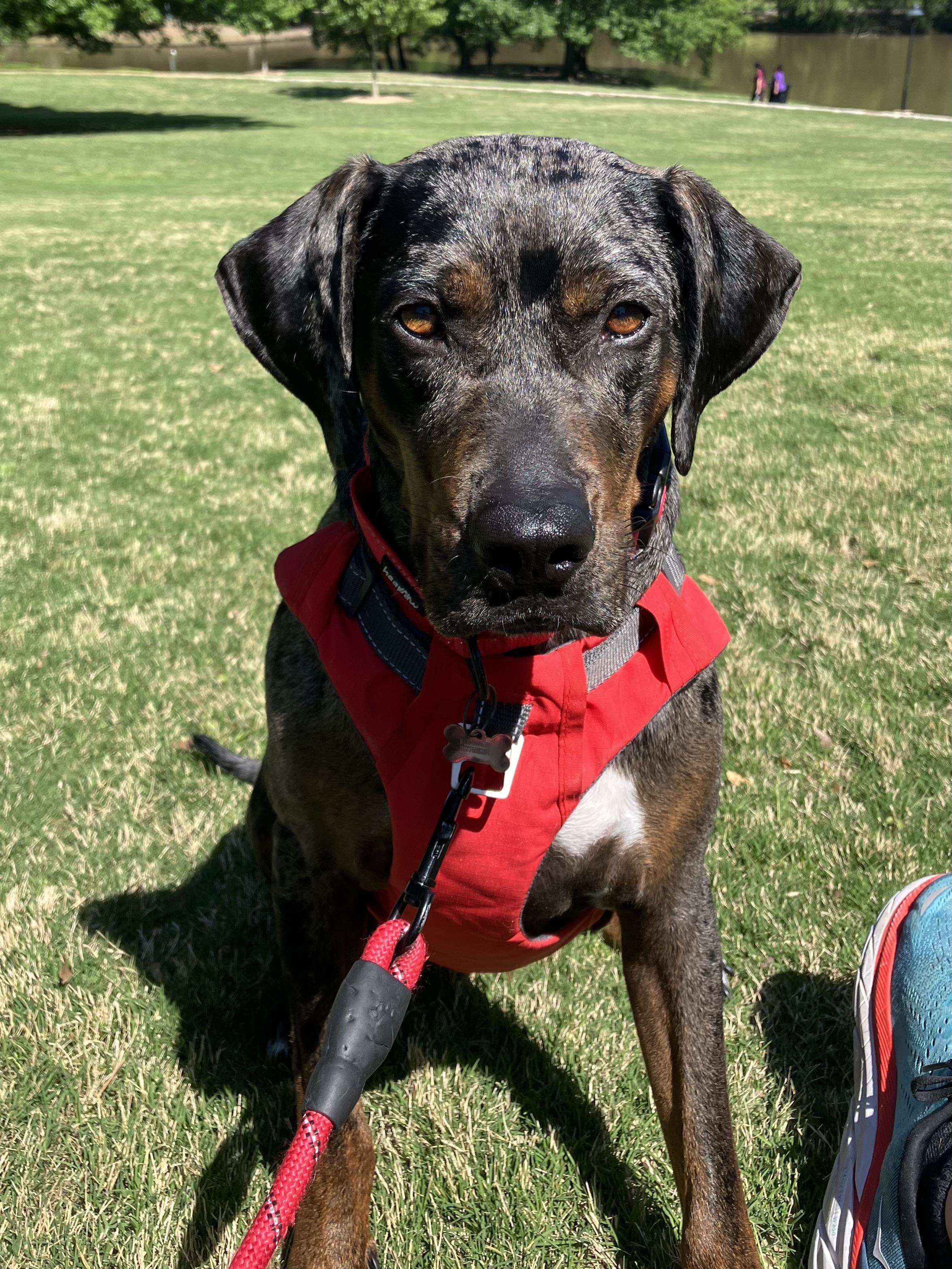 Enlarge MARLENE -JJ (NEW MEXICO), a Adoptable Catahoula Leopard Dog in Albuquerque, NM image 2/5