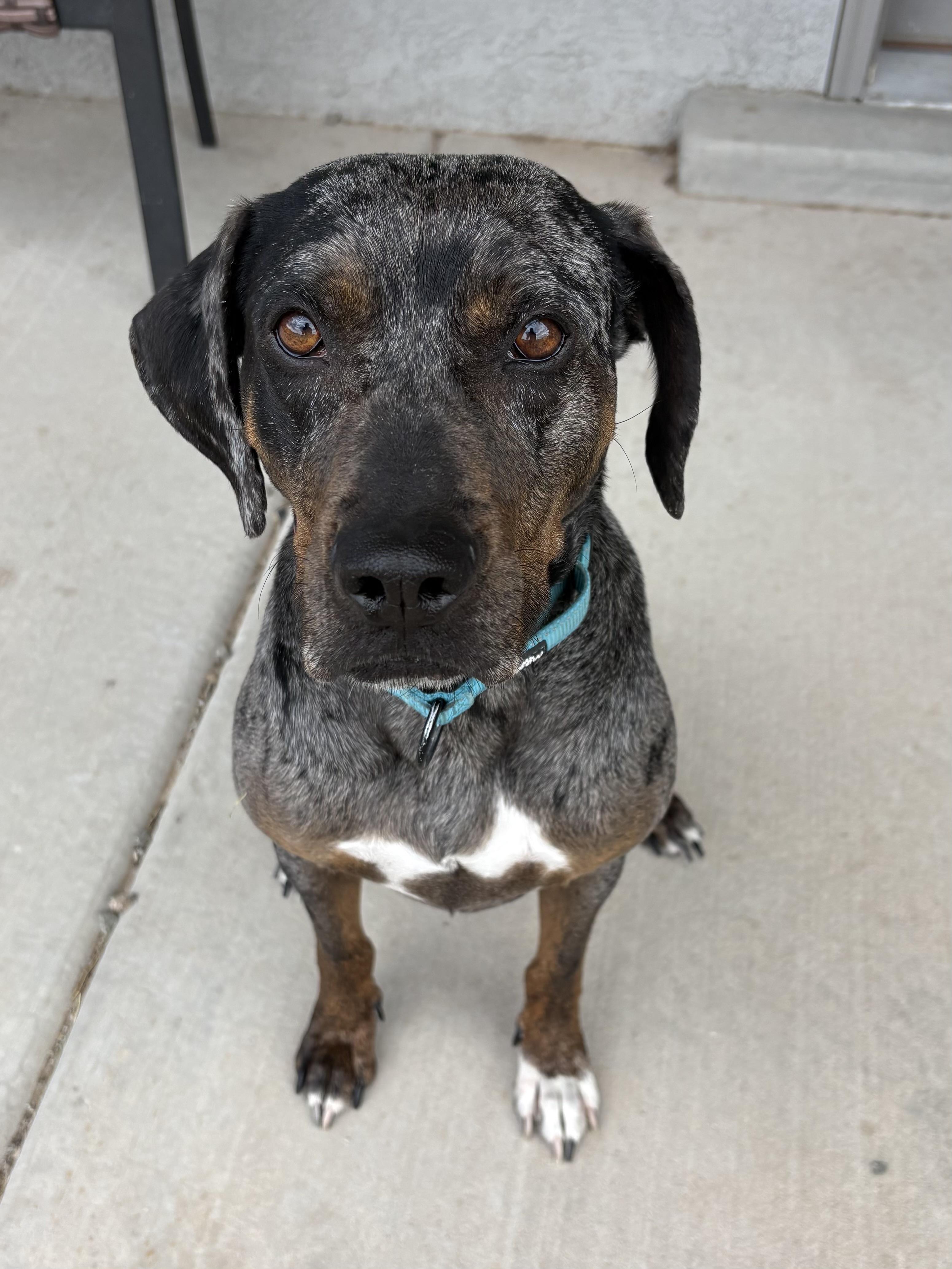 Enlarge MARLENE -JJ (NEW MEXICO), a Adoptable Catahoula Leopard Dog in Albuquerque, NM image 5/5