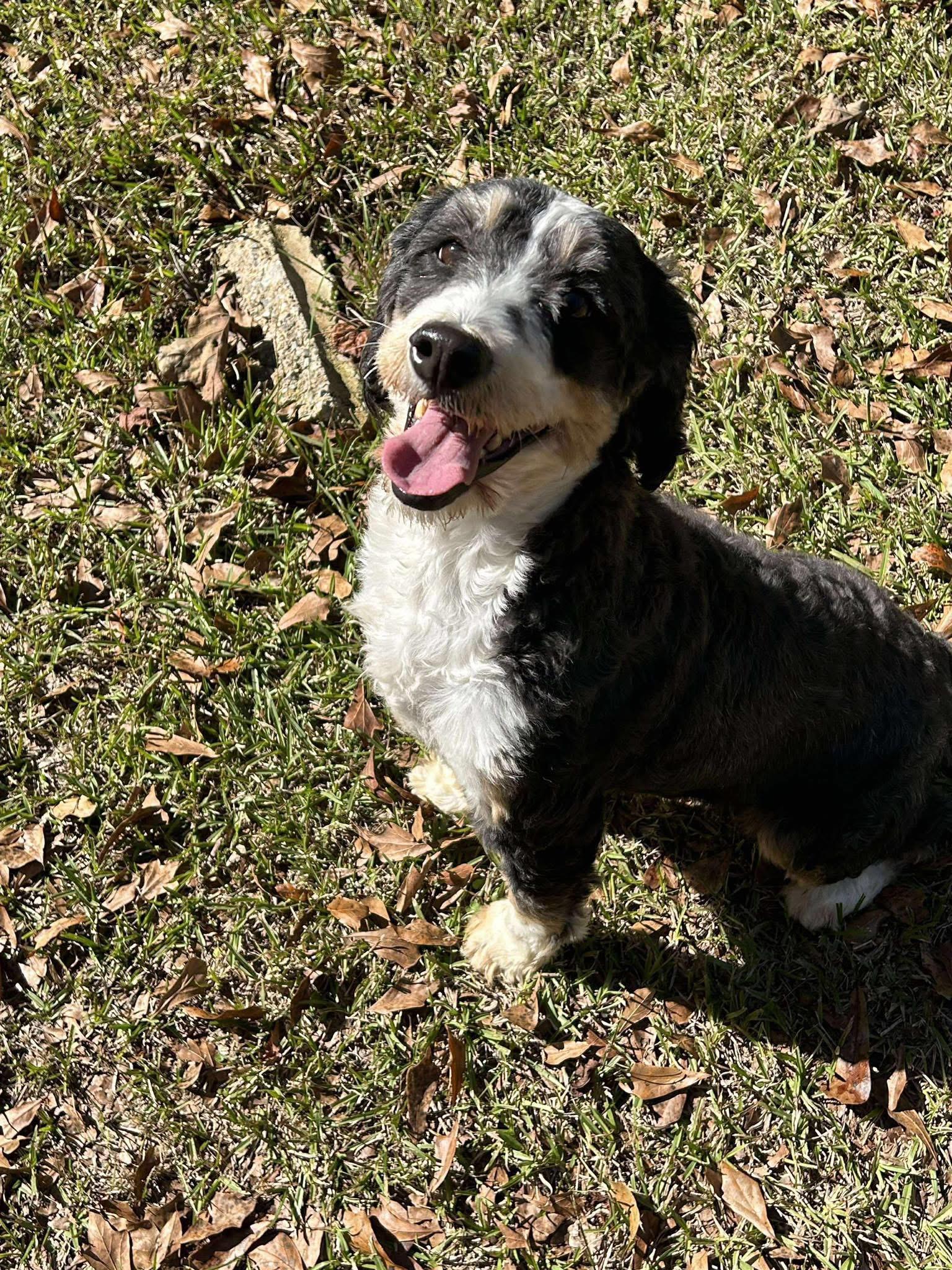 Phylis, Adoptable, Adult Female Bernadoodle.