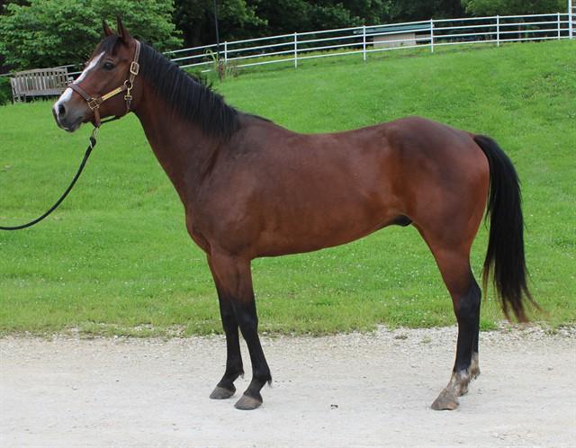 MURPHY, Adoptable, Adult Male Quarterhorse & Thoroughbred.