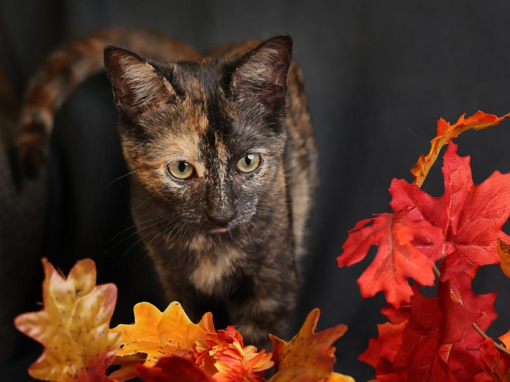 Enlarge Ginny, a Adoptable mixed breed in Raleigh, NC image 1/5