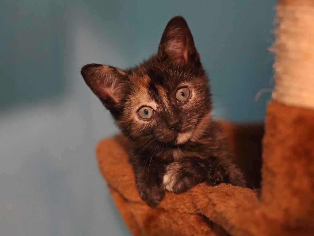 Enlarge Ginny, a Adoptable mixed breed in Raleigh, NC image 4/5