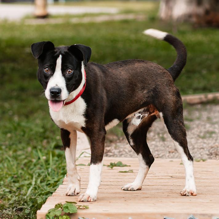Woody, Adoptable, Young Male Labrador Retriever.