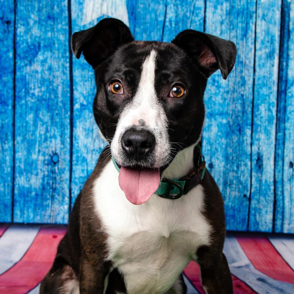 Enlarge Woody, a Adoptable Labrador Retriever in Oak Ridge, TN image 2/6