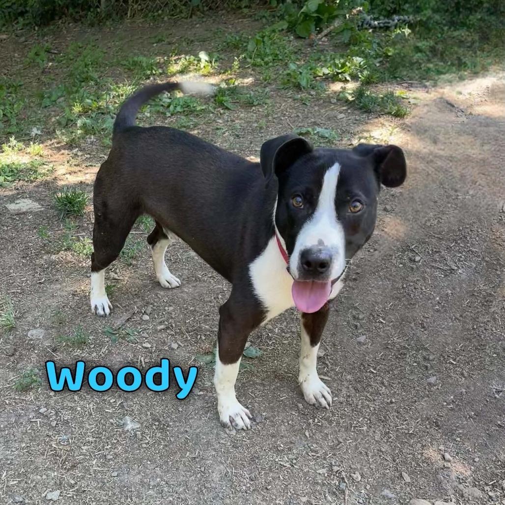 Woody, Adoptable, Young Male Labrador Retriever.