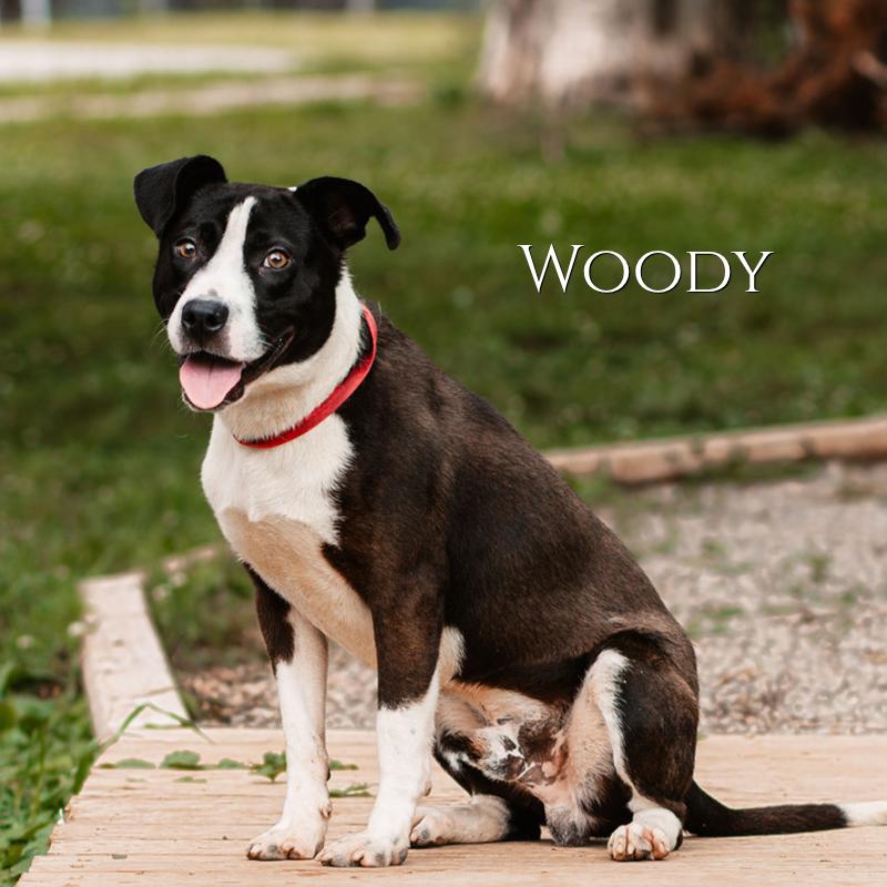 Woody, a Adoptable Labrador Retriever in Oak Ridge, TN image 2/2