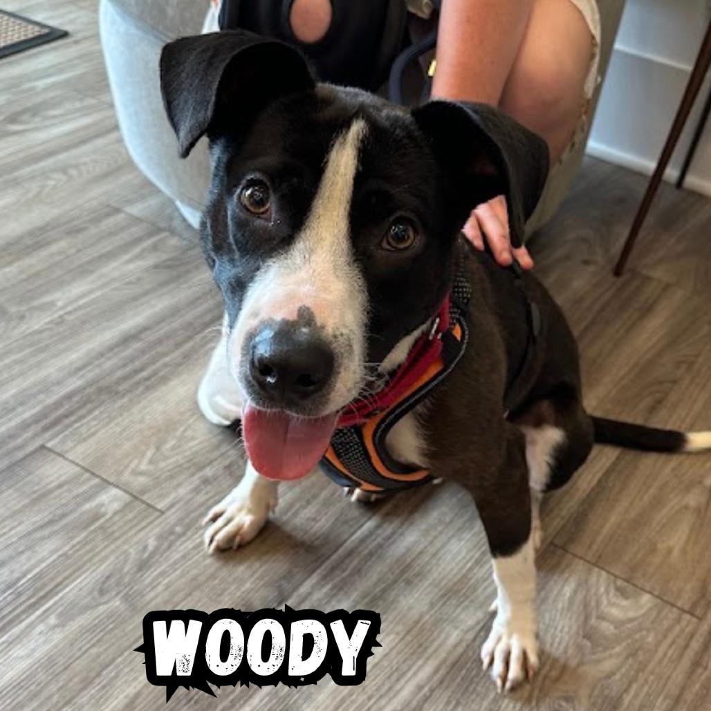 Enlarge Woody, a Adoptable Labrador Retriever in Oak Ridge, TN image 5/6