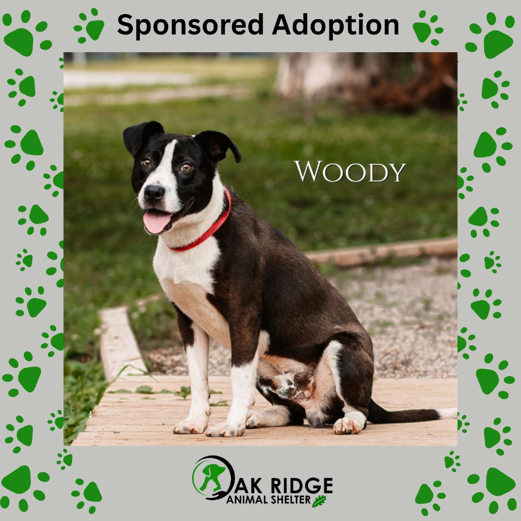 Enlarge Woody, a Adoptable Labrador Retriever in Oak Ridge, TN image 6/6