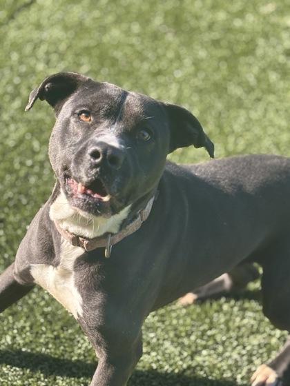 JoJo, a Adoptable mixed breed in Conway, SC image 1/4