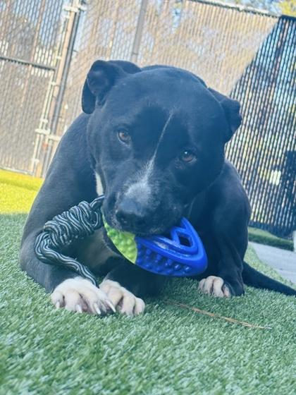 JoJo, a Adoptable mixed breed in Conway, SC image 2/4