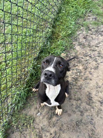 JoJo, Adoptable, Adult Female Pit Bull Terrier & Mixed Breed.