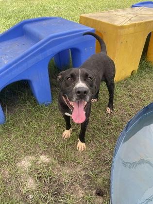 JoJo, a Adoptable mixed breed in Conway, SC image 2/3