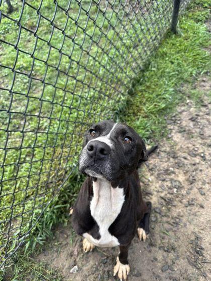 JoJo, a Adoptable mixed breed in Conway, SC image 4/4