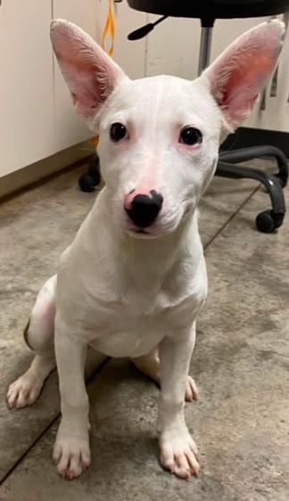 Snickerdoodle, Adoptable, Puppy Female Terrier & Mixed Breed.