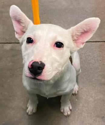 Enlarge Snickerdoodle, a Adoptable mixed breed in Lampasas, TX image 2/3