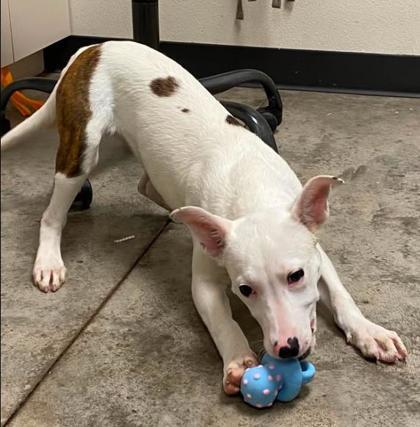 Enlarge Snickerdoodle, a Adoptable mixed breed in Lampasas, TX image 3/3