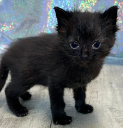 Enlarge Diamond, a Adoptable mixed breed in Shreveport, LA image 1/3