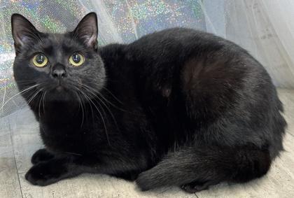 Enlarge Diamond, a Adoptable mixed breed in Shreveport, LA image 2/3