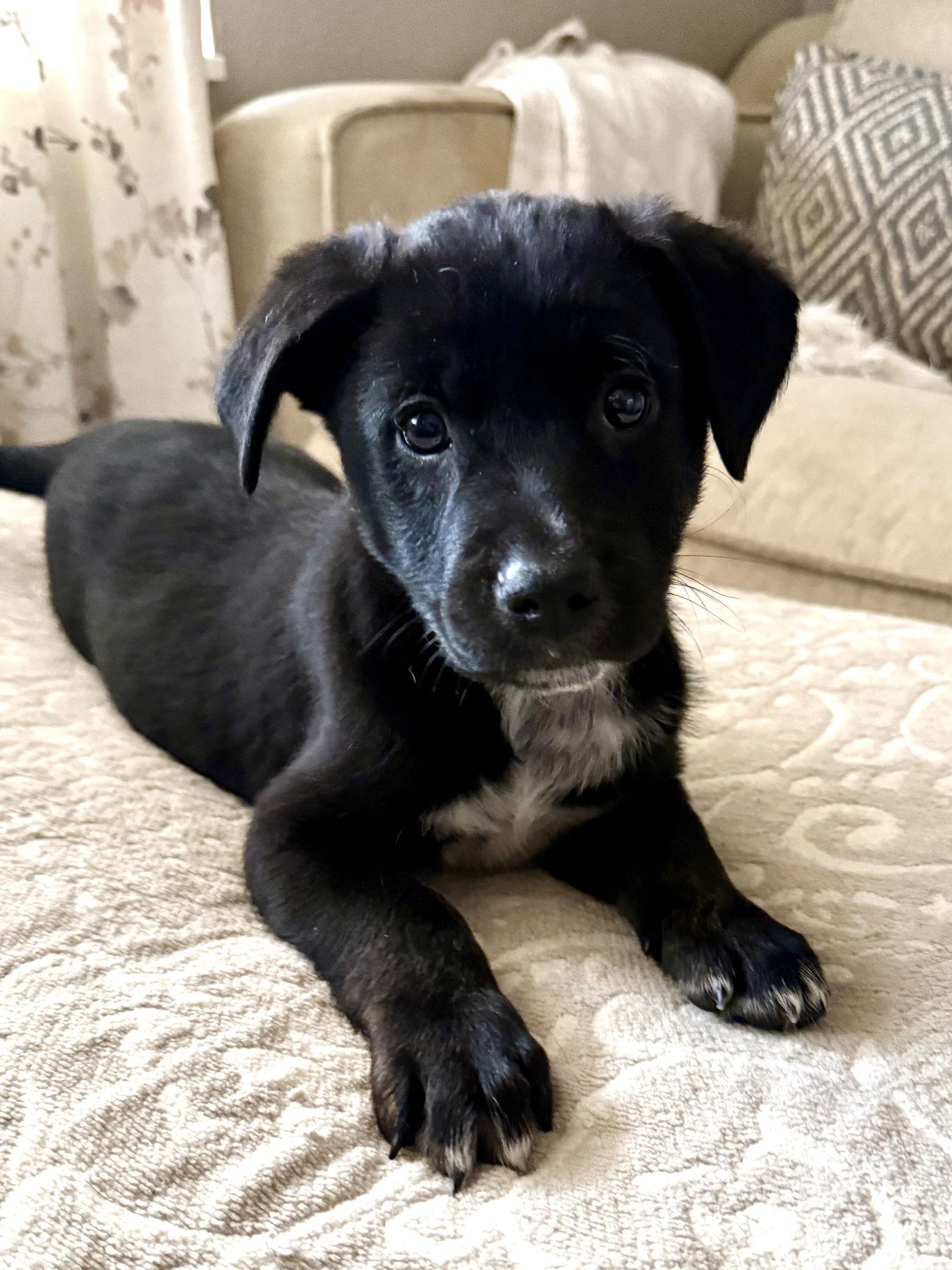 Miguel, Adoptable, Puppy Male Labrador Retriever.
