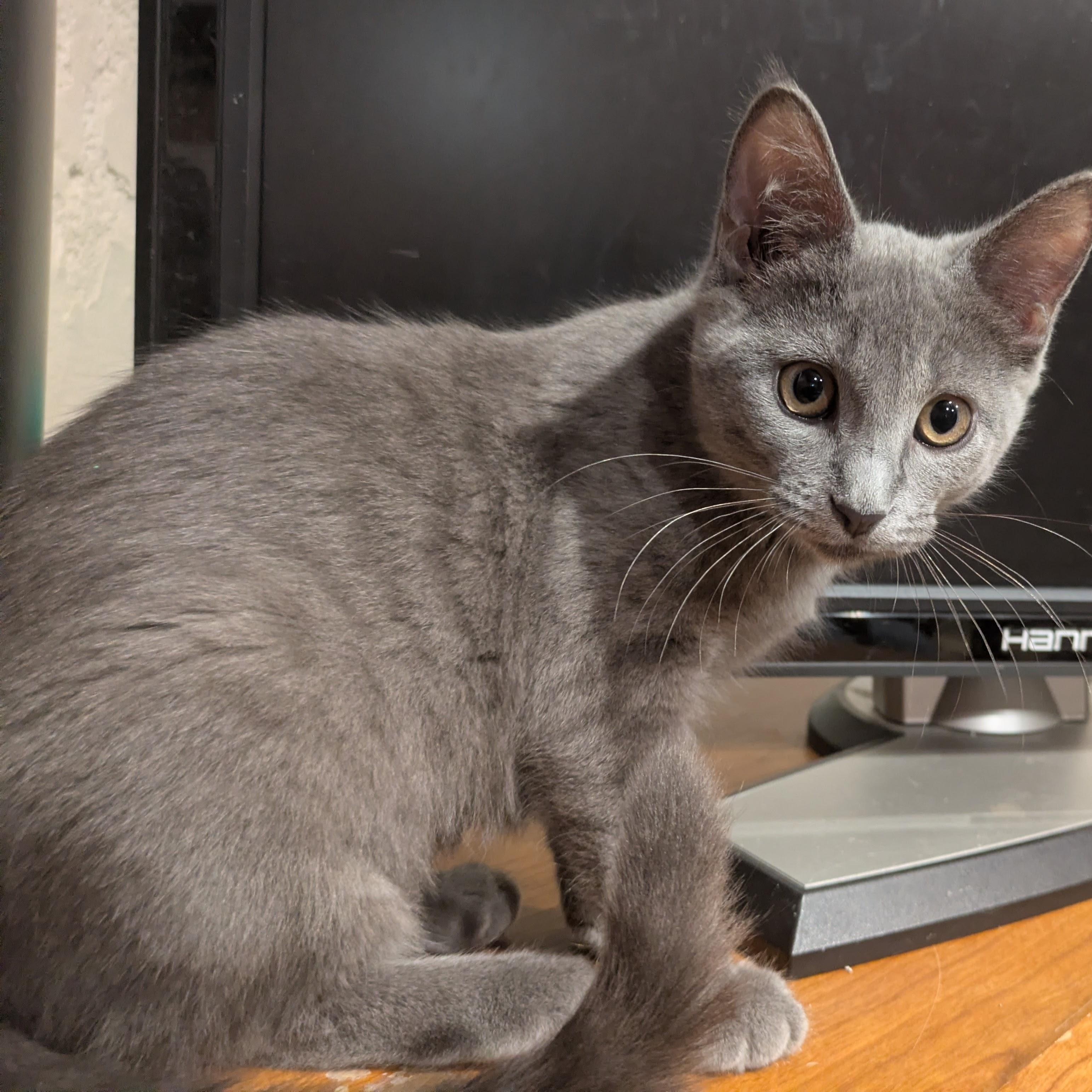 Enlarge Tabetha, a ADOPTABLE Domestic Short Hair in Hudsonville, MI image 1/2